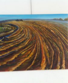 Крапіўнае поле. Дзень, 2014